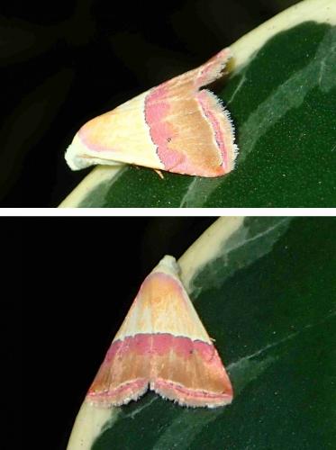 Réf. 242 940 : Eublemma accedens